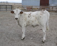 Hodges Steer #11