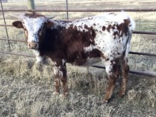 Hodges Bull 30