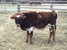 Hodges Bull 33