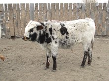 Hodges bull calf 22