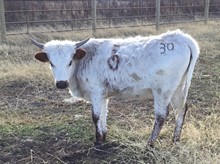 Hodges Hfr 30
