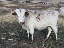 Hodges Hfr 31