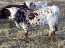 Hodges Hfr 32