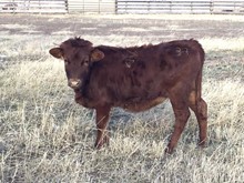 Hodges Hfr 33
