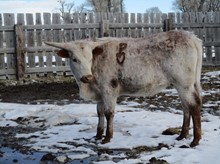 Hodges steer calf 21